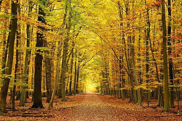 Hebstwald