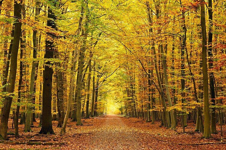 Hebstwald