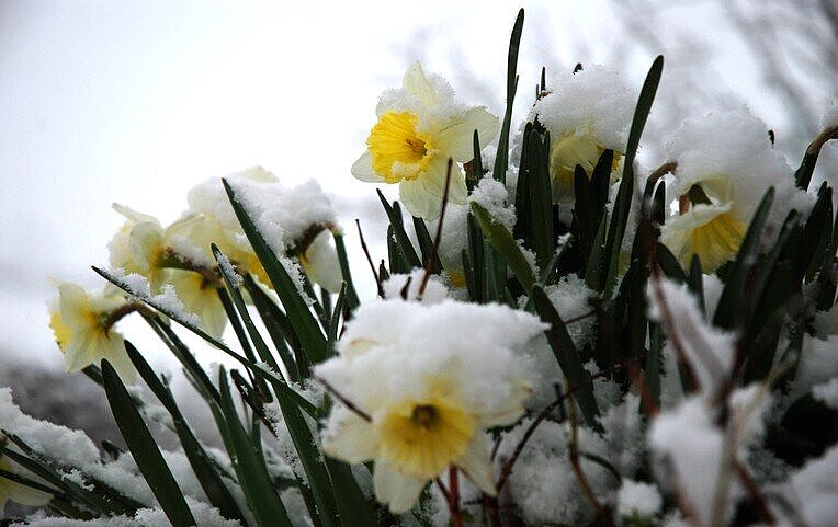 Osterglocken im Schnee