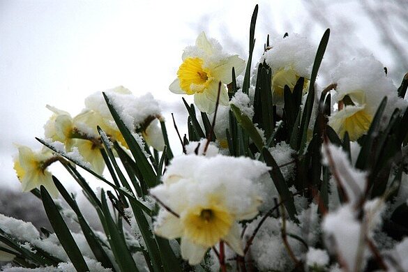 Osterglocken im Schnee
